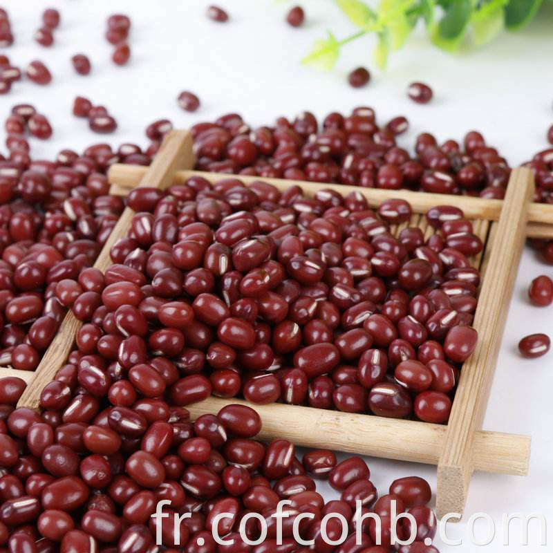 Adzuki Bean